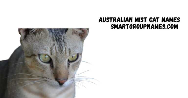 Australian Mist Cat Names