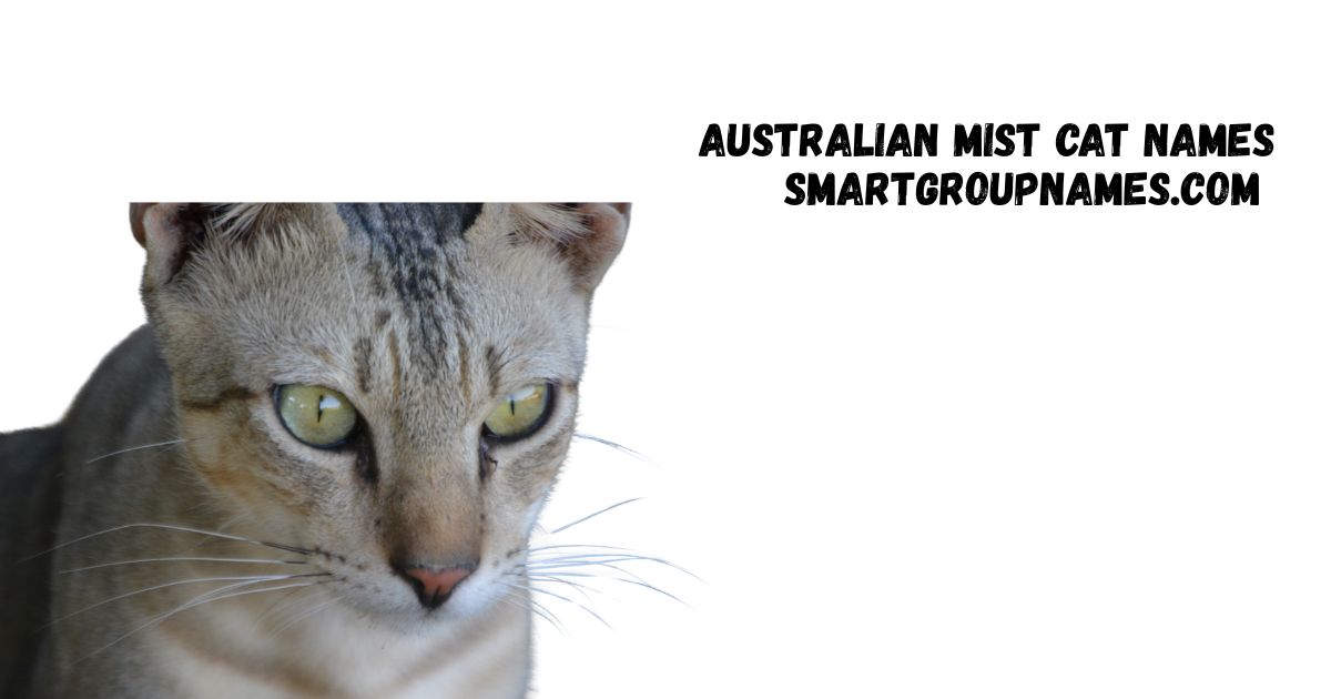 Australian Mist Cat Names
