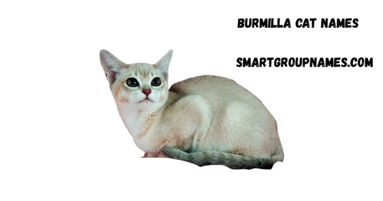 Burmilla cat names