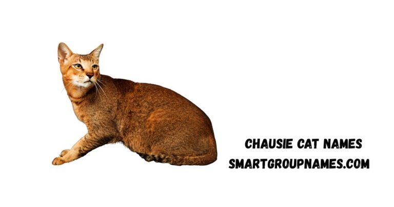 Chausie cat names