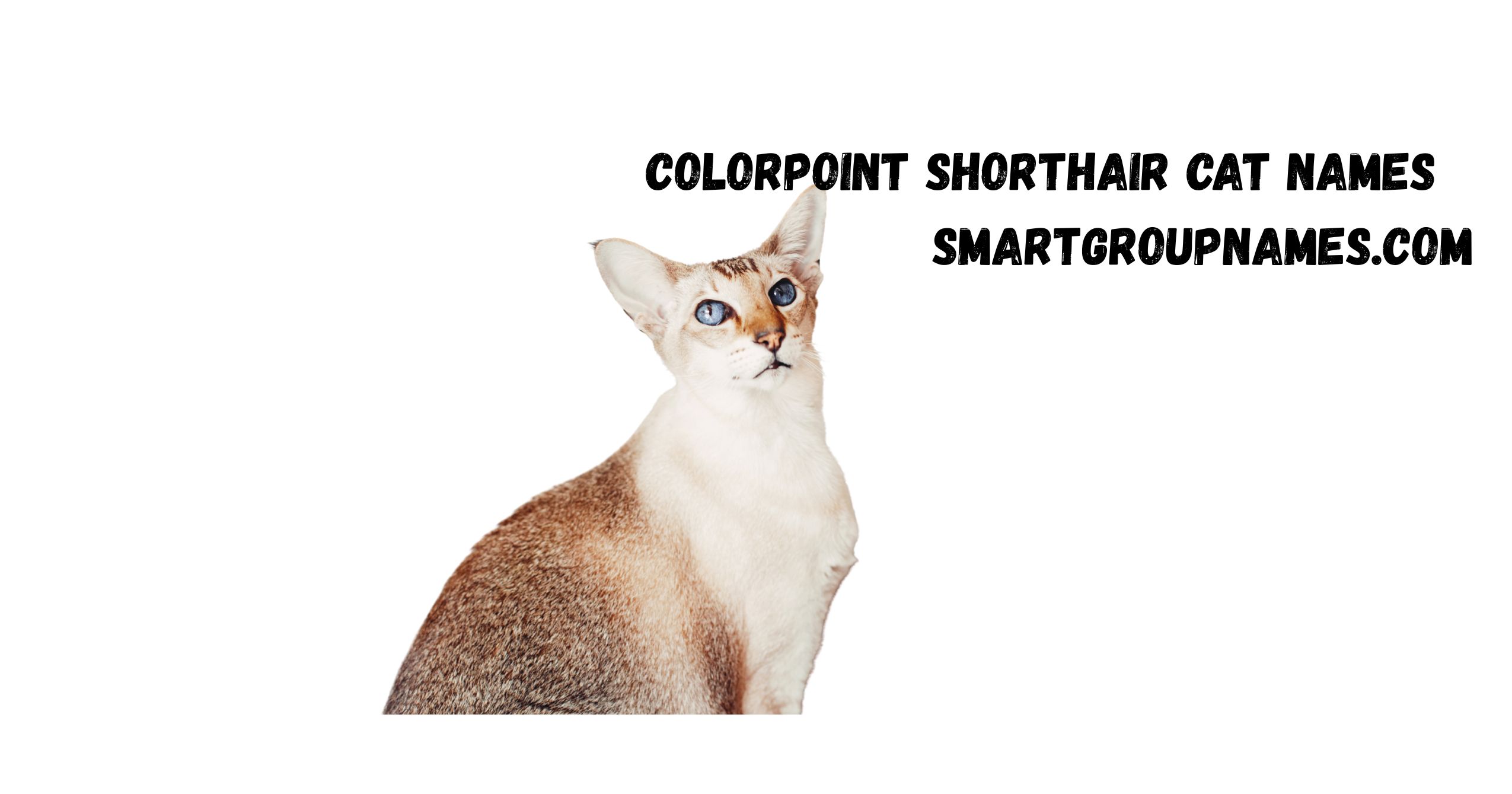Colorpoint Shorthair Cat Names