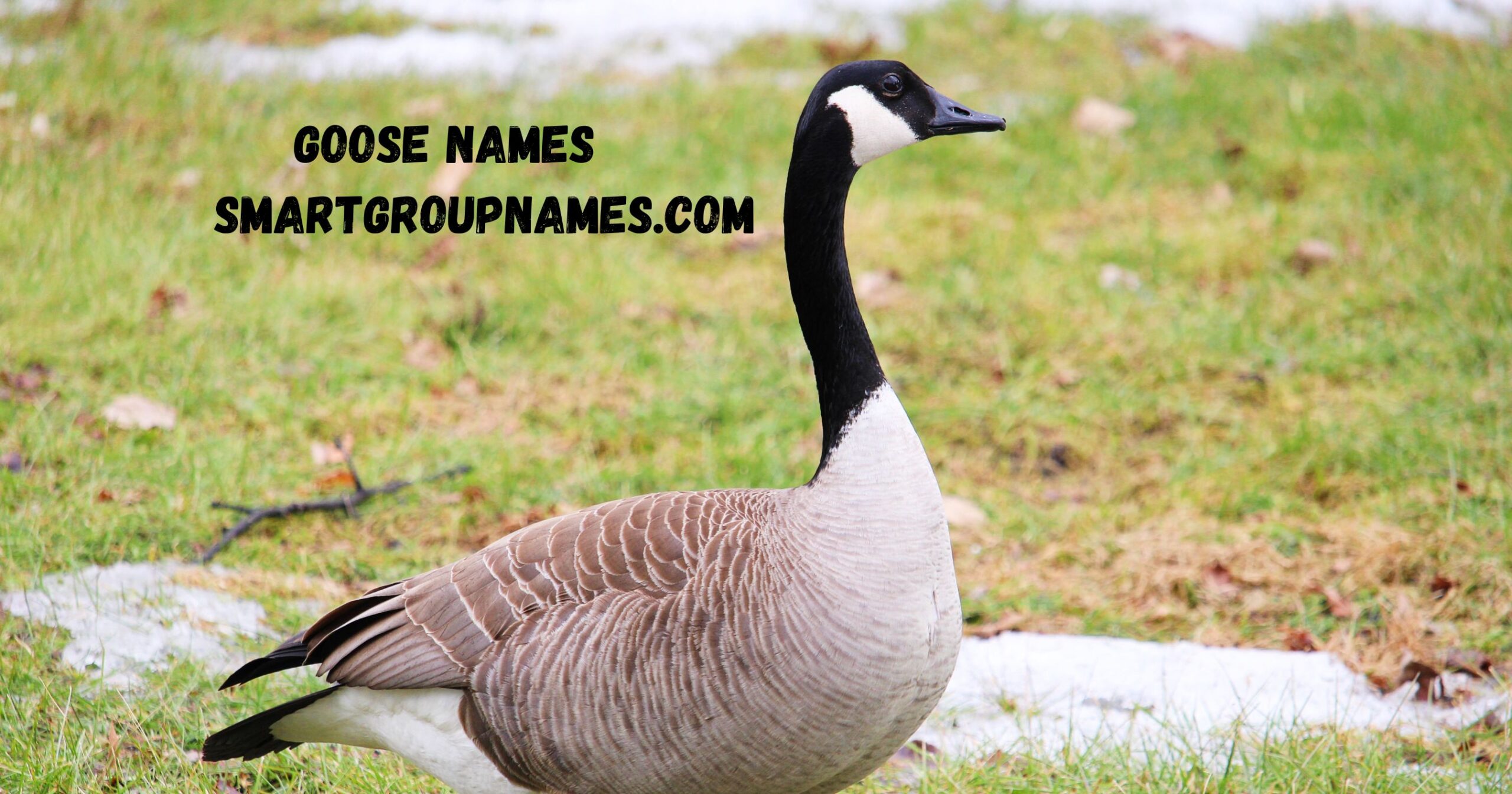Goose Names