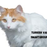 Turkish Van cat names