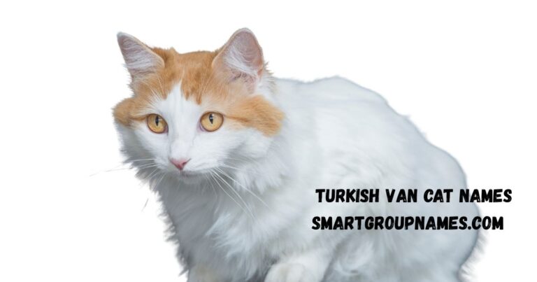 Turkish Van cat names