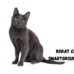 Korat Cat Names
