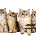 Longhair cat names