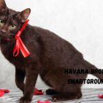 Havana Brown cat names