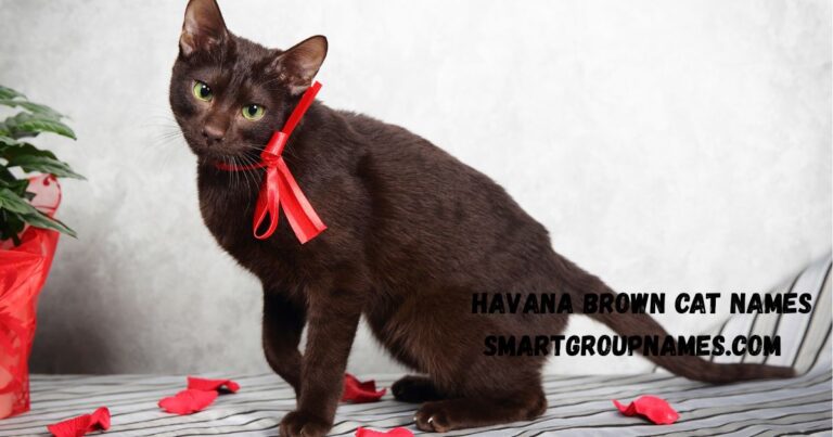 Havana Brown cat names