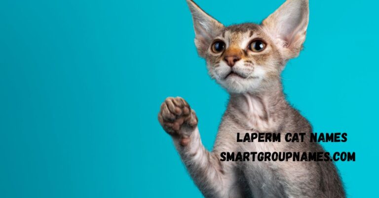 Laperm cat names