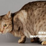 Ocicat Cat