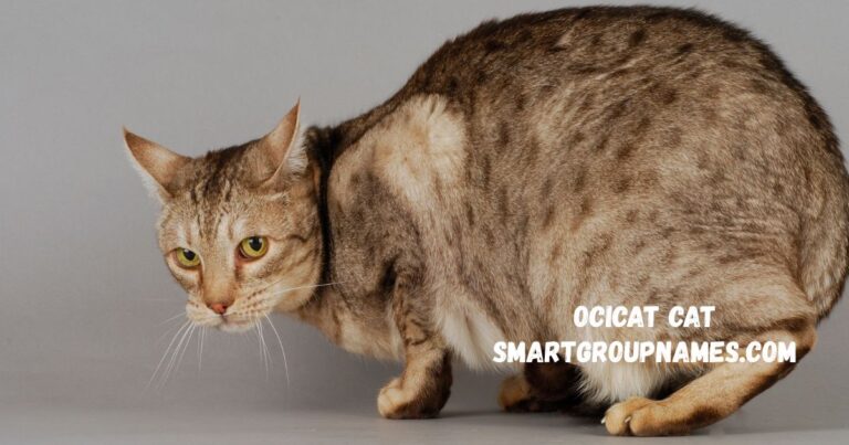 Ocicat Cat