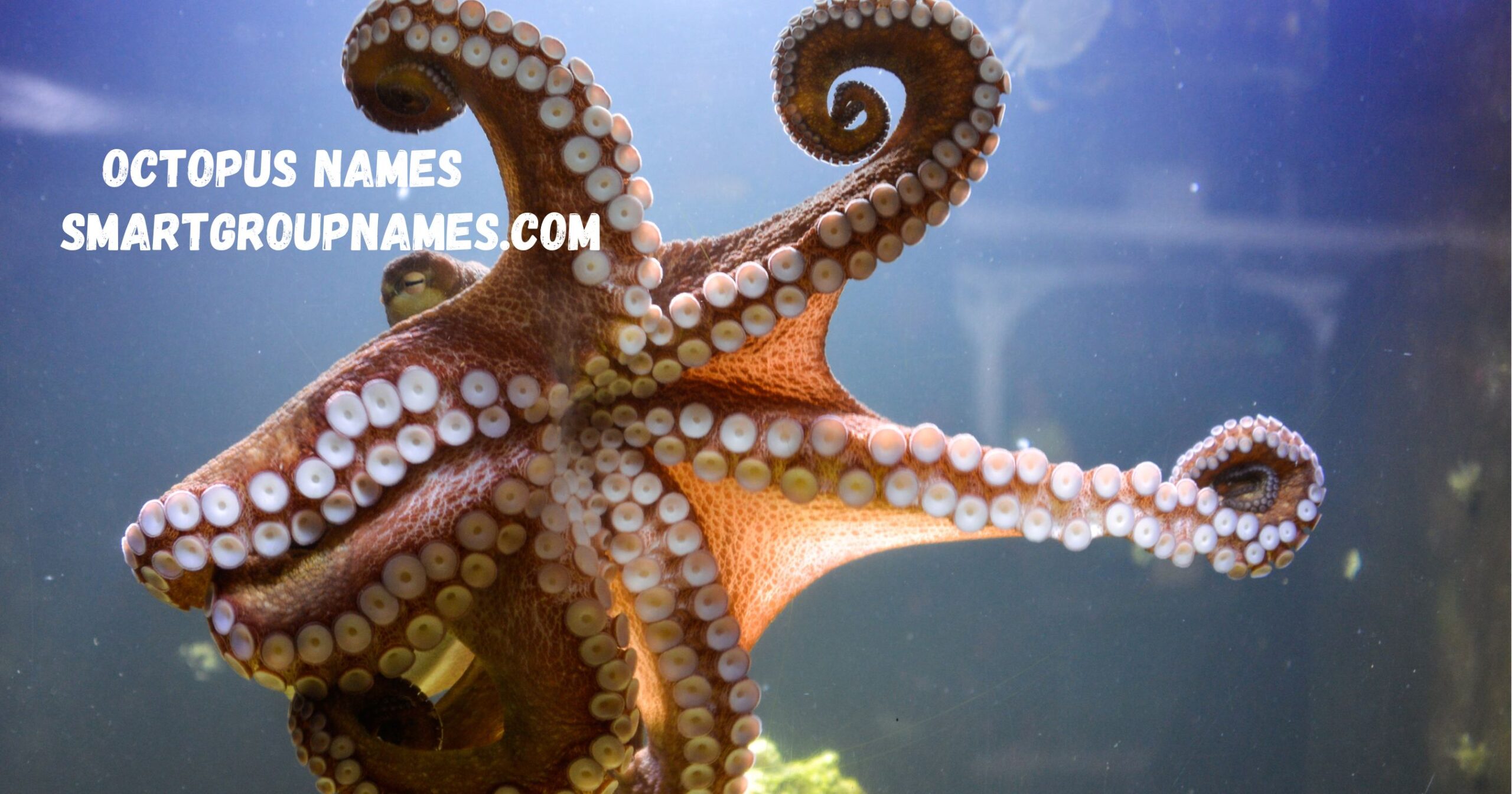 Octopus Names