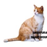 Singapura cat names