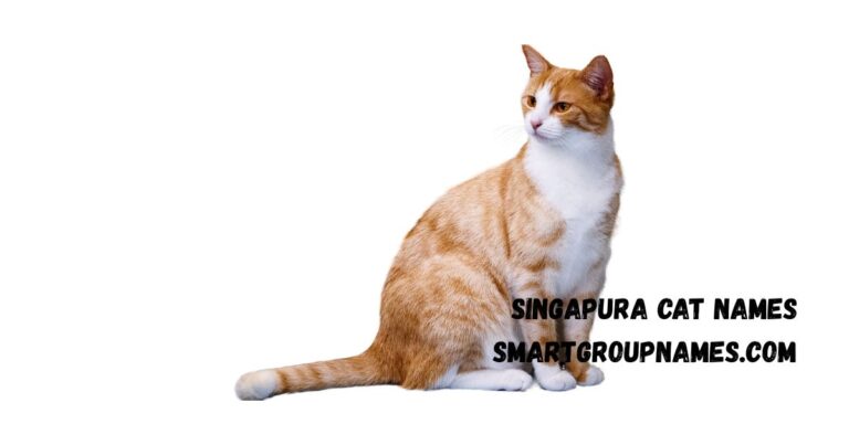 Singapura cat names