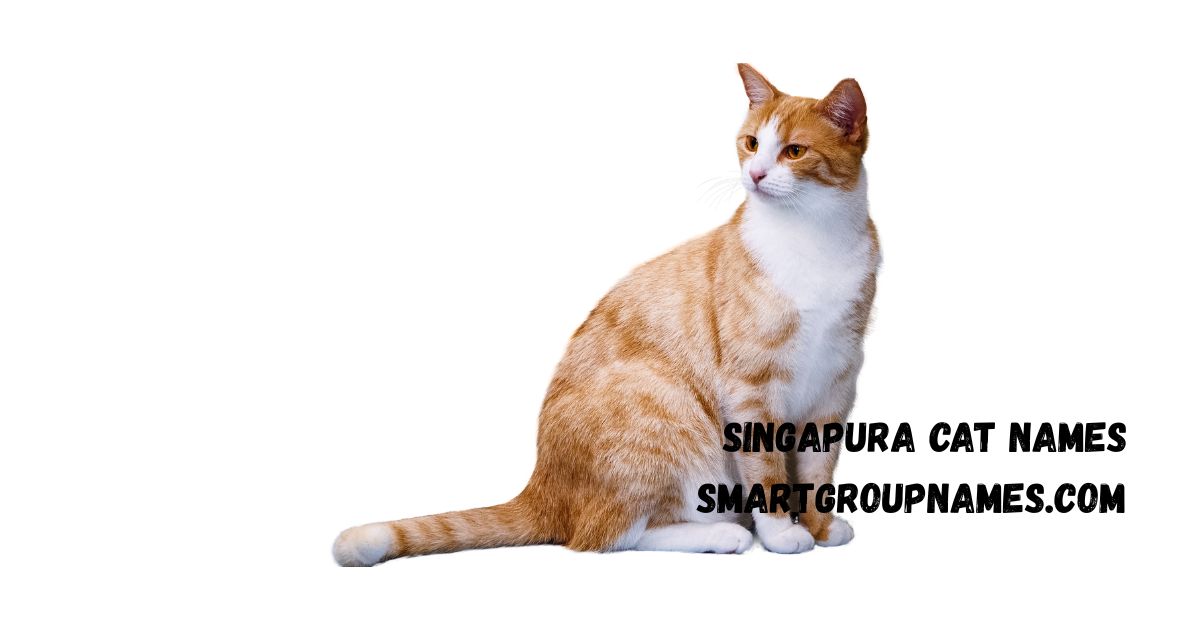 Singapura cat names