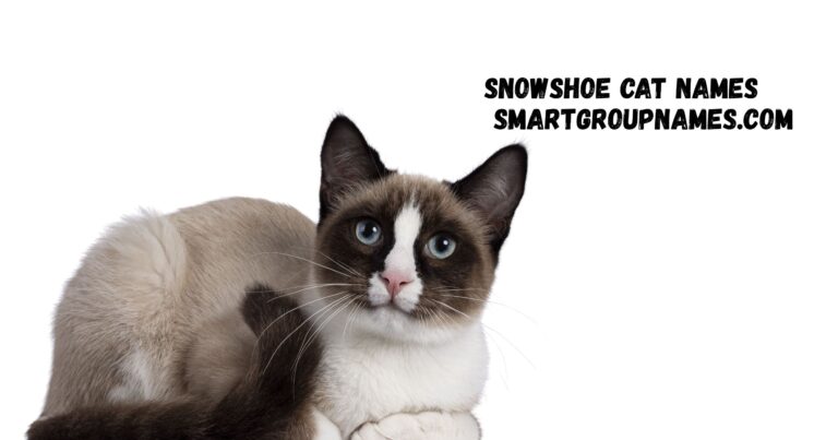 Snowshoe cat names