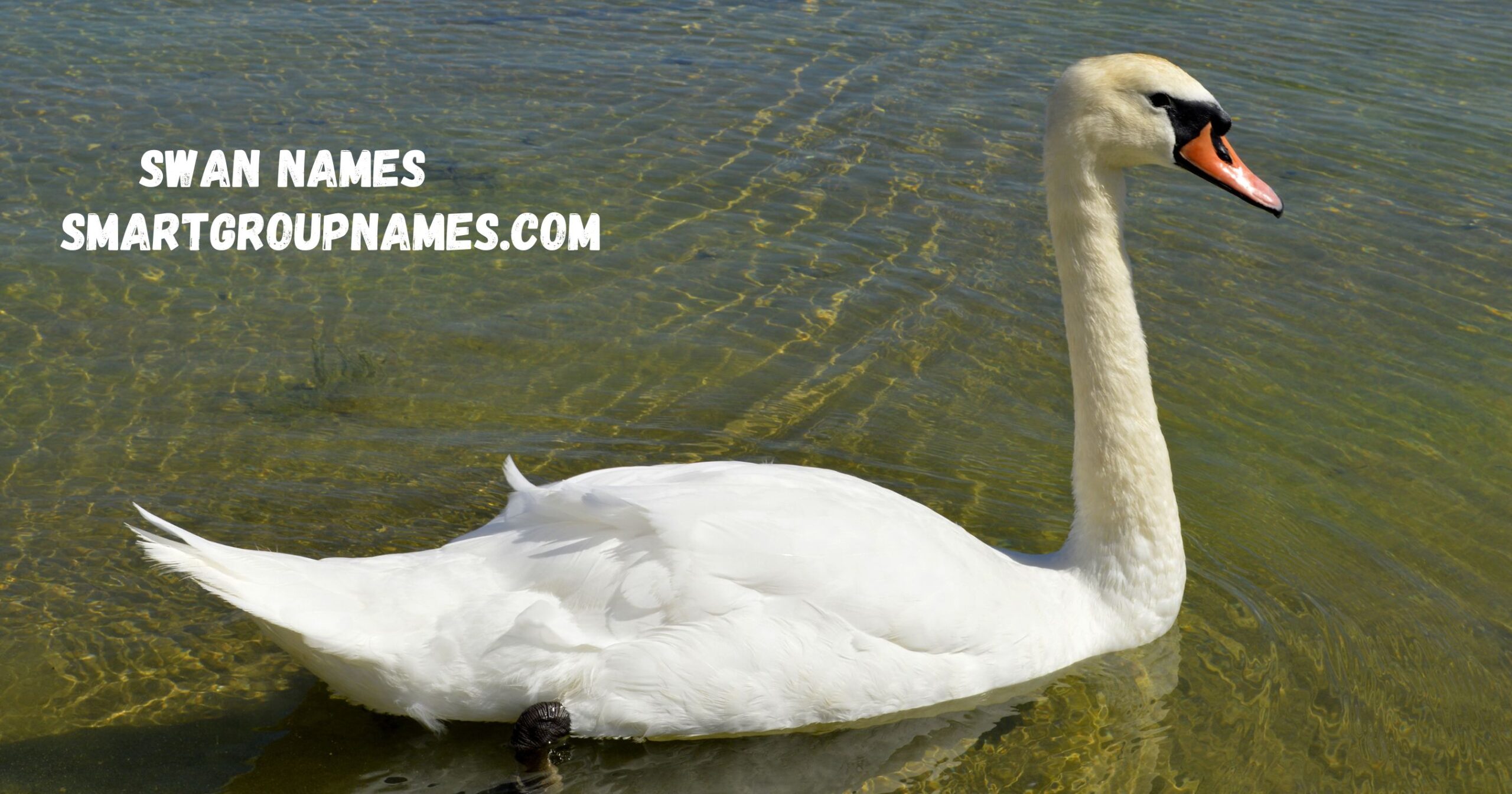 Swan Names