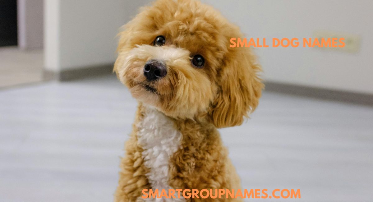 SMALL DOGS NAMES