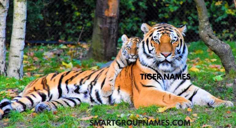 TIGER NAMES