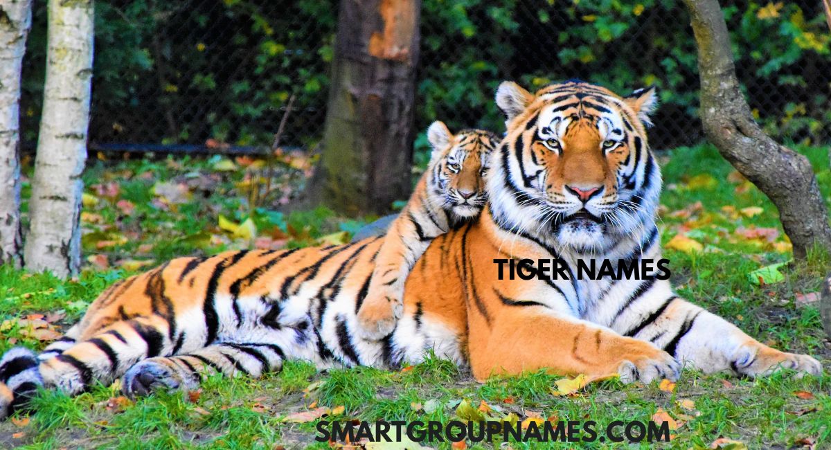 TIGER NAMES