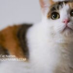 Calico Cat Names