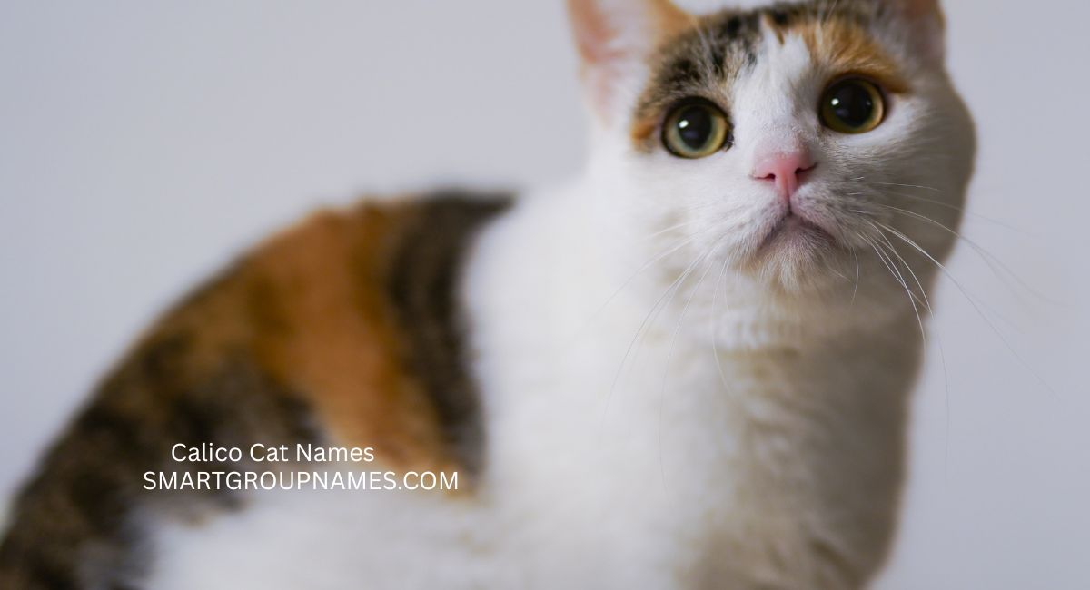 Calico Cat Names