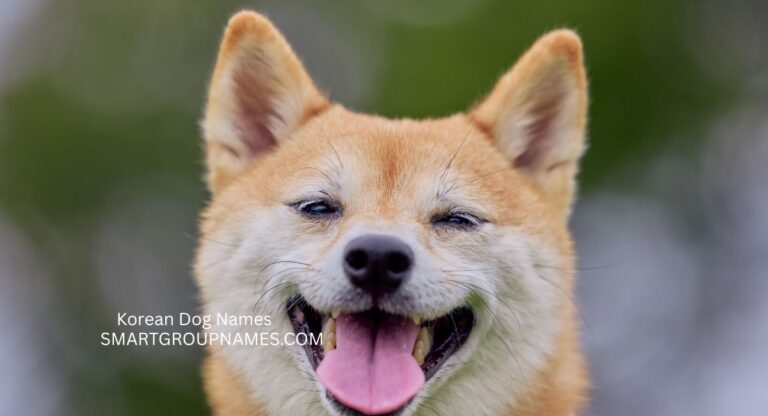 Korean Dog Names