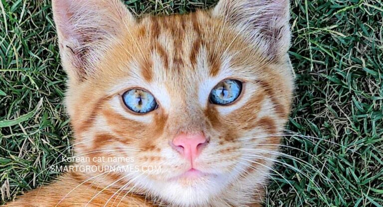 Korean cat names