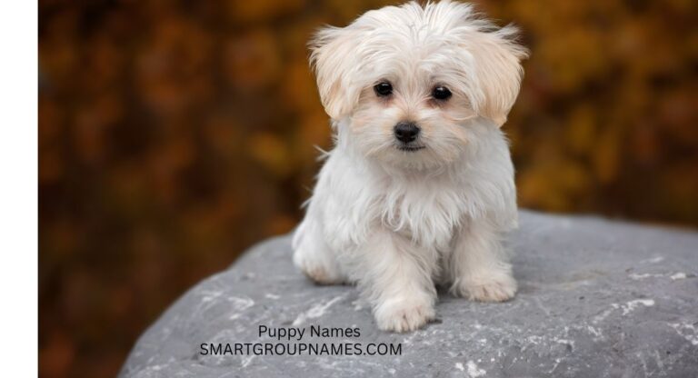 Puppy Names