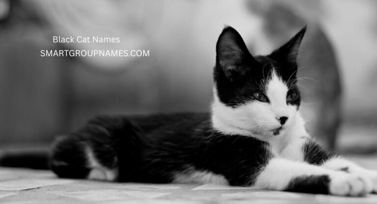 Black Cat Names
