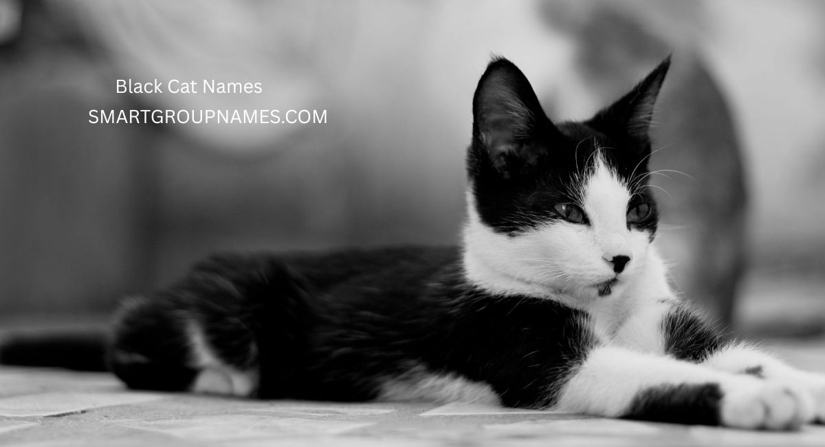 Black Cat Names