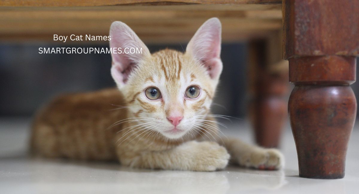 Boy Cat Names