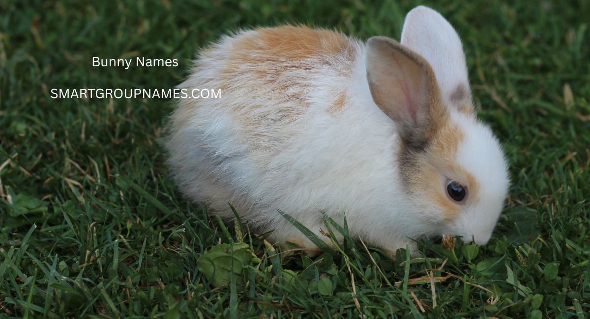 Bunny Names
