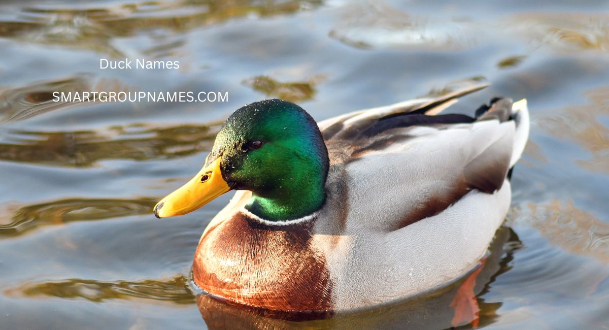 Duck Names