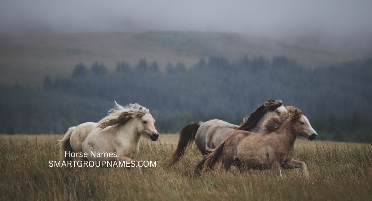Horse Names
