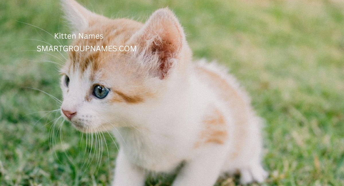 Kitten Names