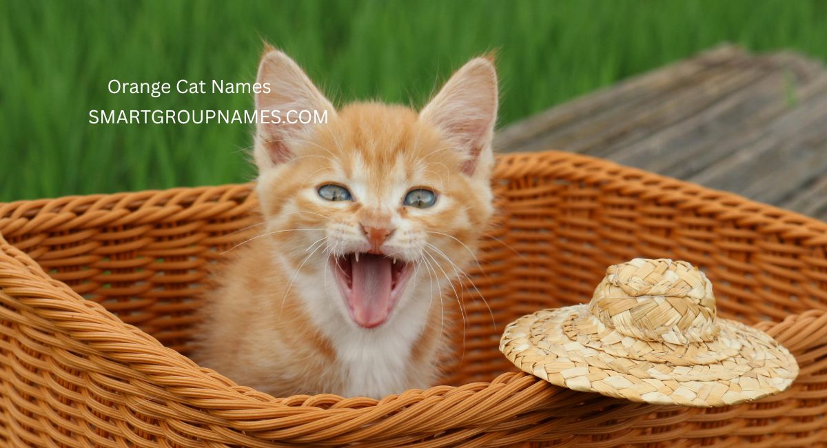 Orange Cat Names